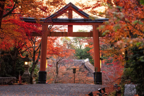 日吉大社 鳥居と紅葉画像