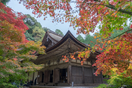 金剛輪寺　本堂　紅葉画像