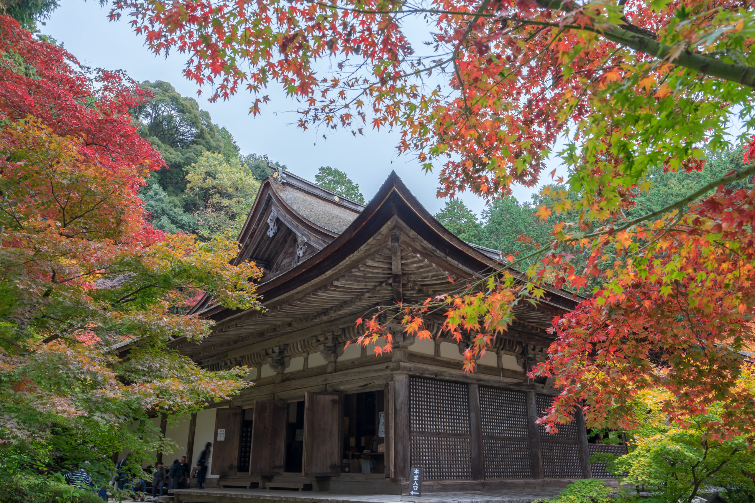 金剛輪寺　本堂　紅葉画像