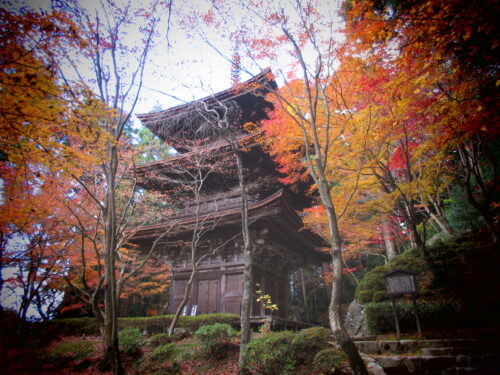 金剛輪寺 三重塔と紅葉画像