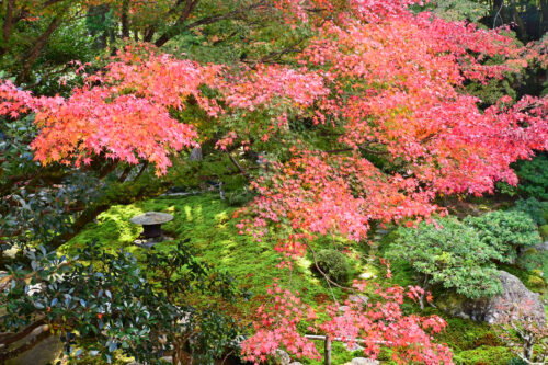 旧竹林院 滋賀 紅葉アップ画像