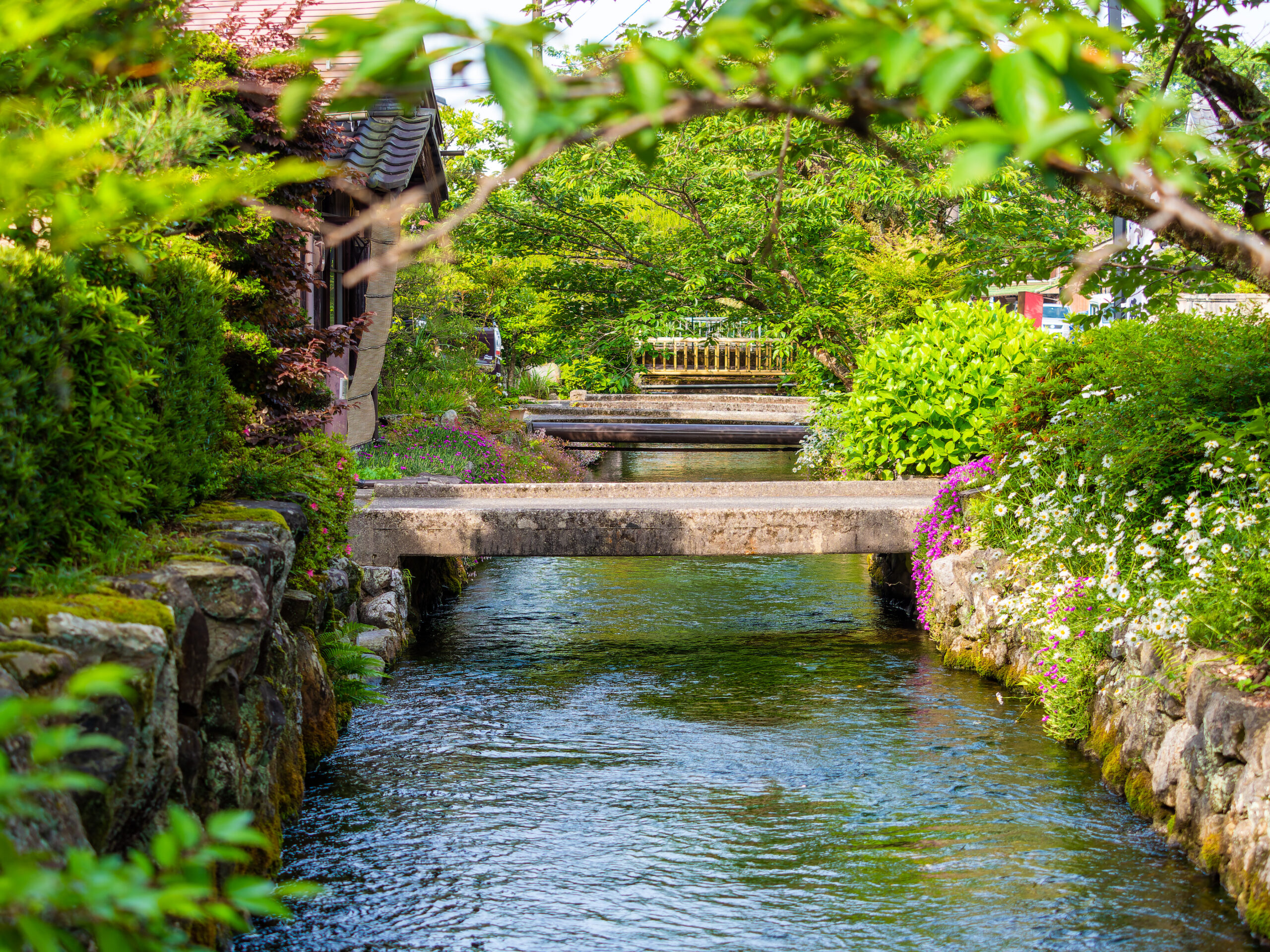 醒井宿 小川画像