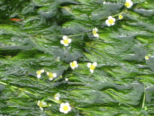 梅花藻（ばいかも）醒井宿 花の画像