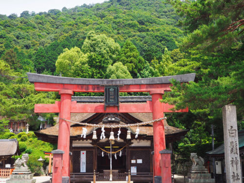 白髭神社　本堂鳥居画像
