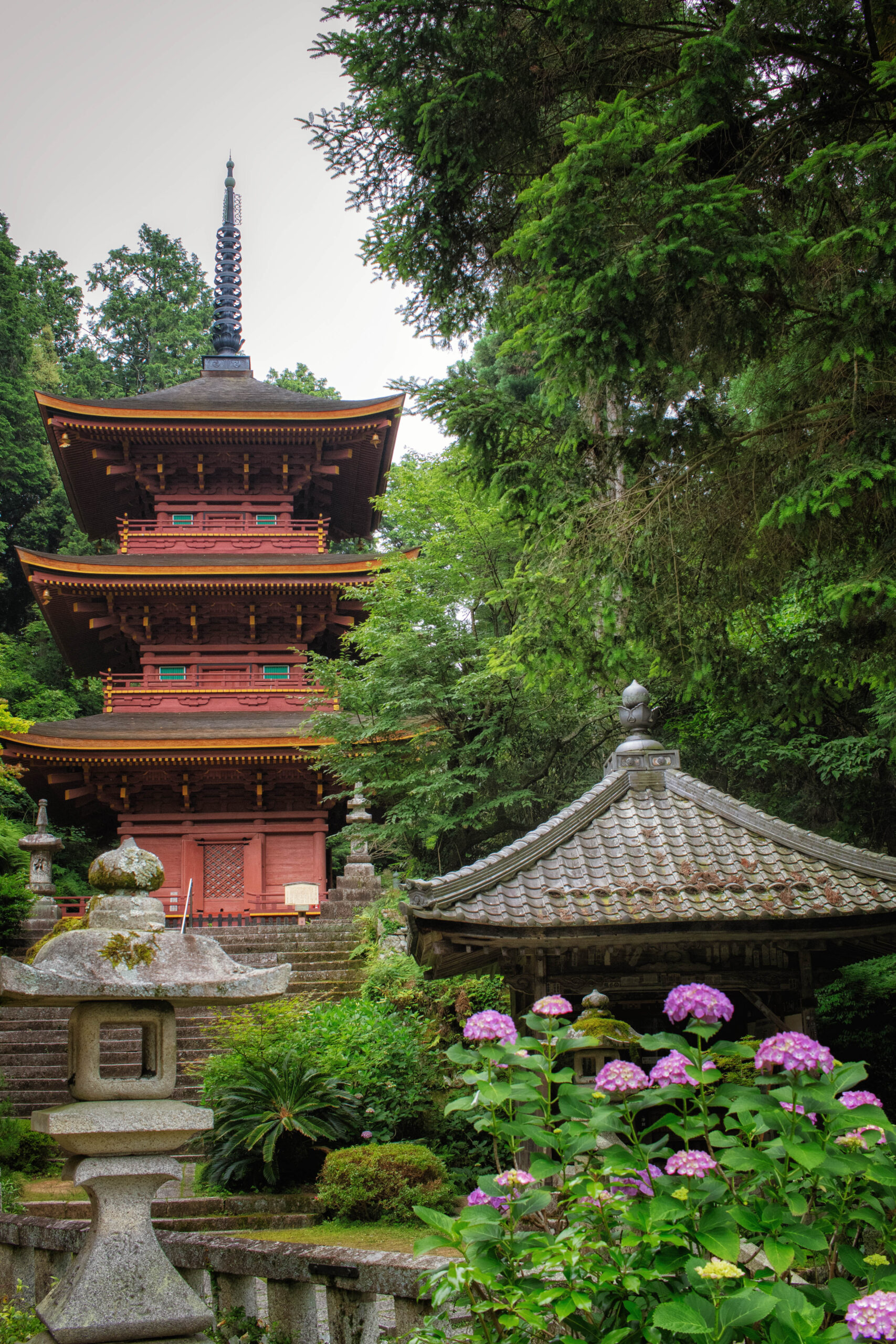 長命寺 滋賀 アジサイ画像