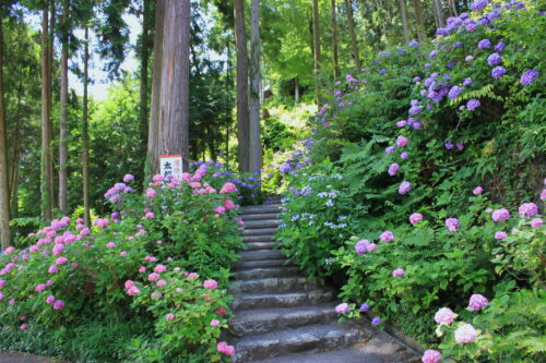 長命寺医師団画像