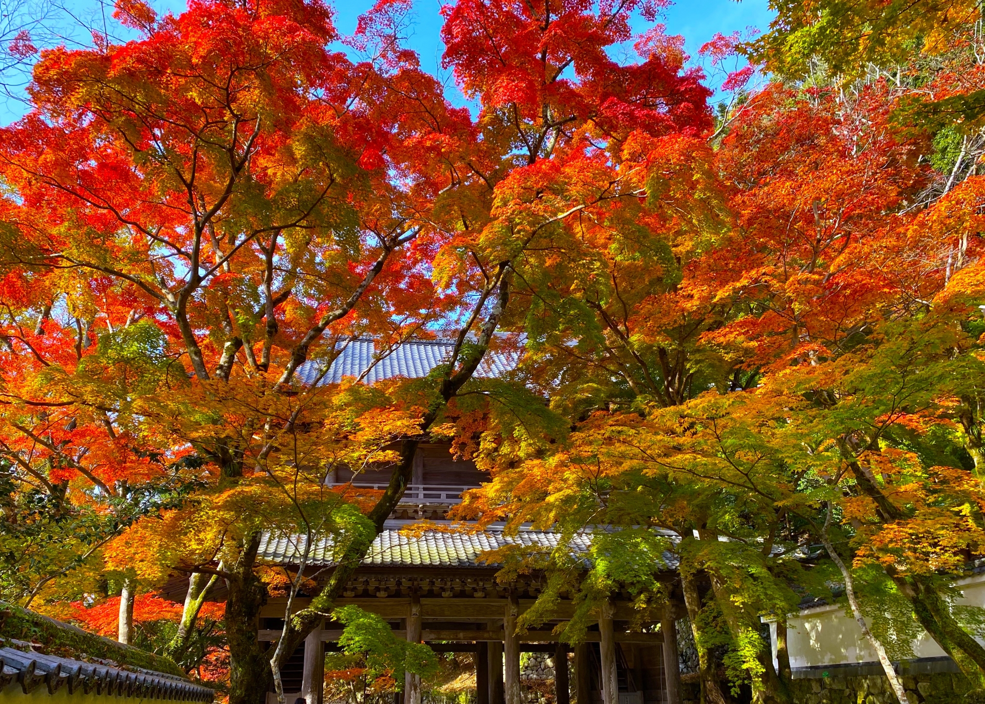 永源寺　山門　紅葉画像