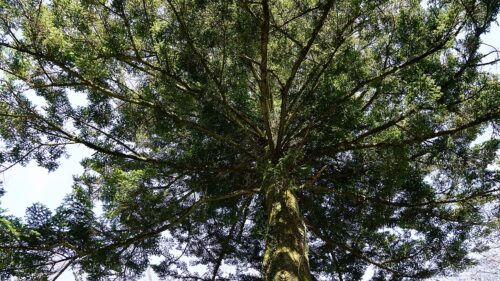 岩間寺　桂木画像