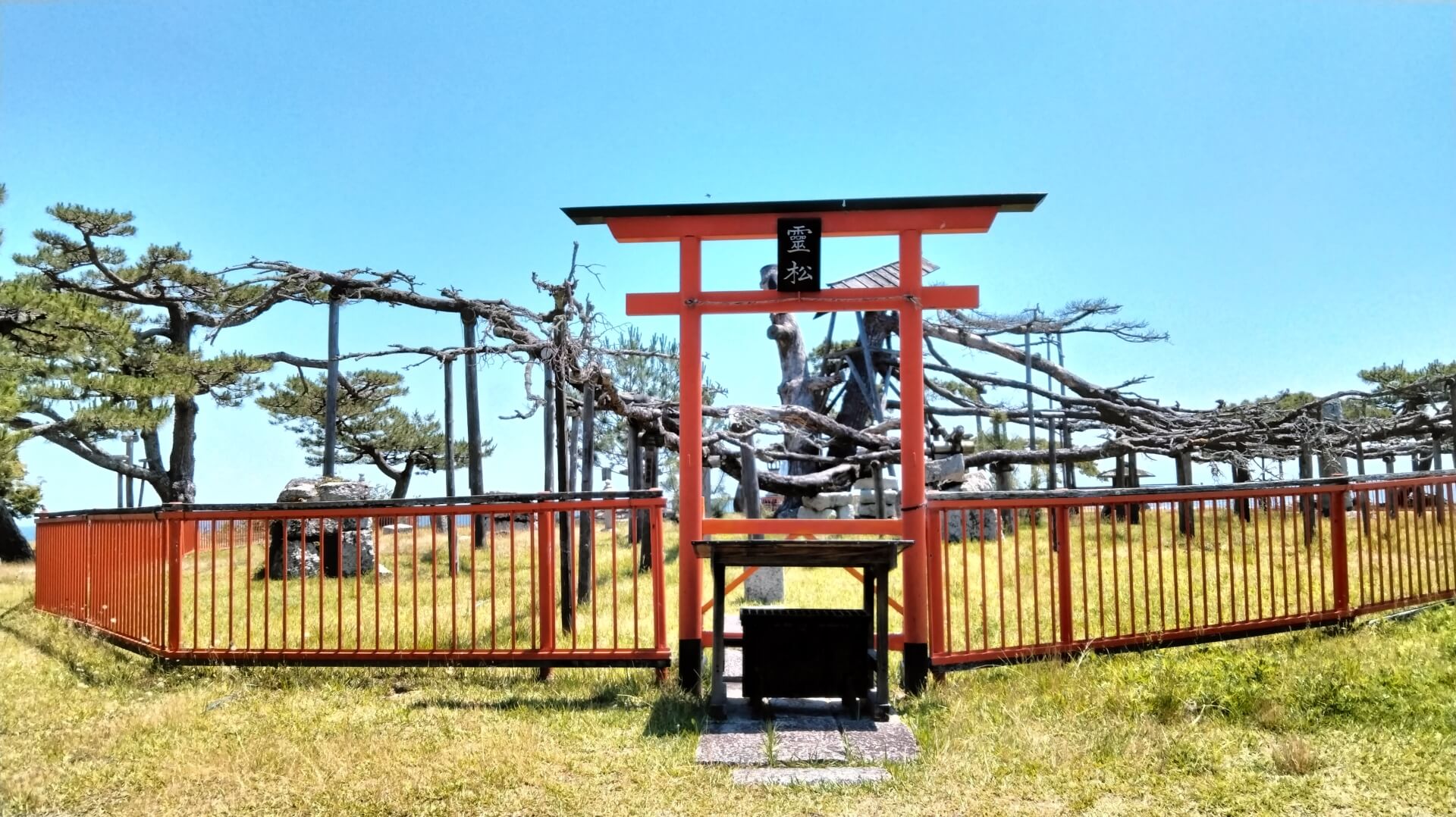 滋賀 唐崎神社　霊松の画像