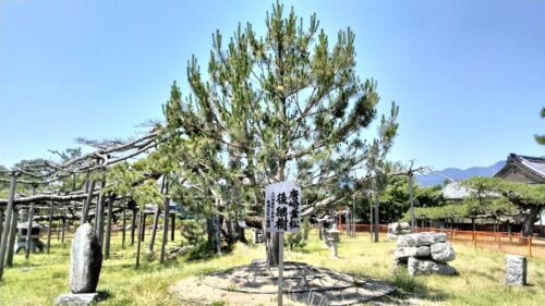 滋賀 唐崎神社　三代目霊松の後継松画像