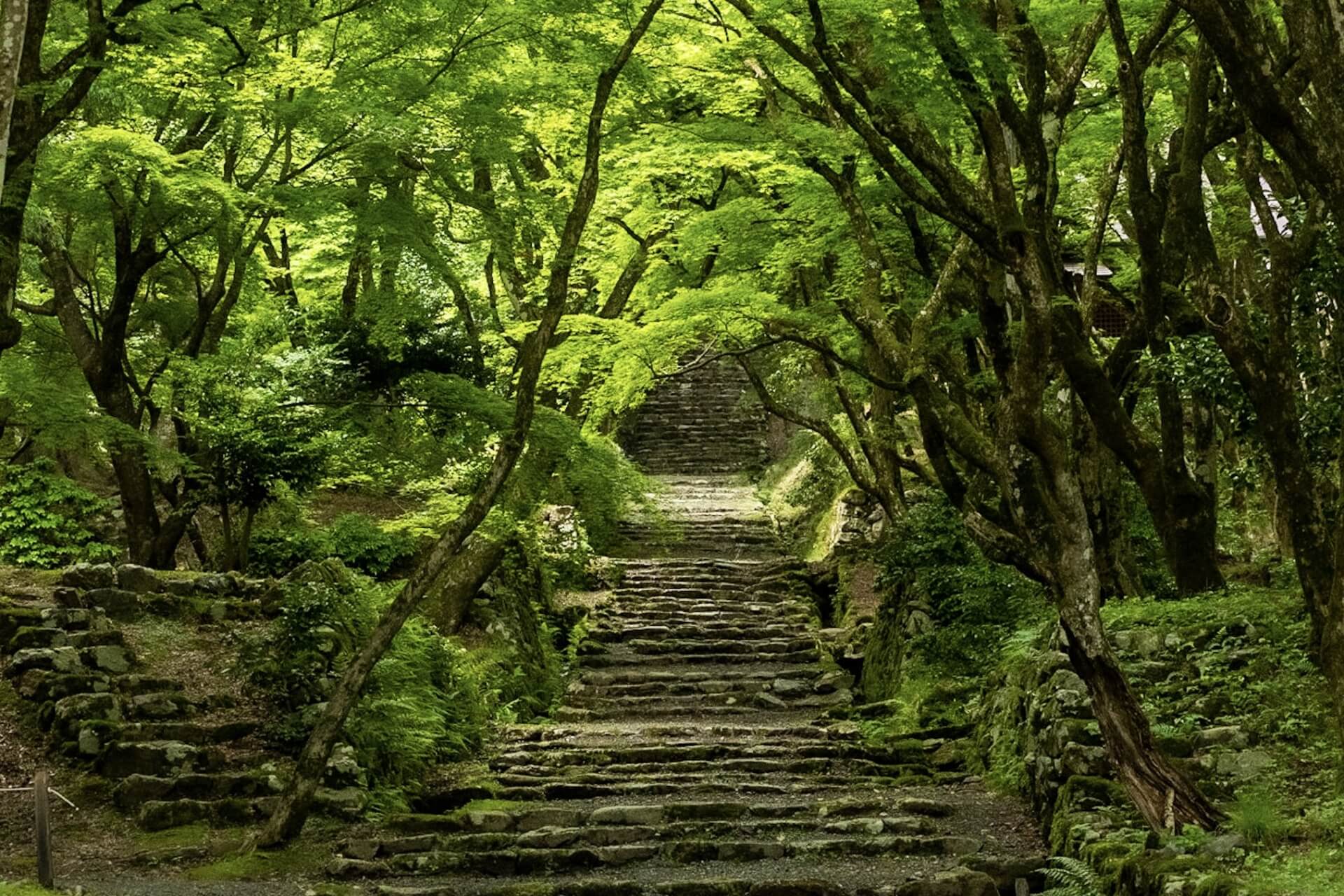 滋賀 鶏足寺　緑の静寂画像