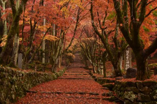 滋賀 鶏足寺　紅葉参道画像