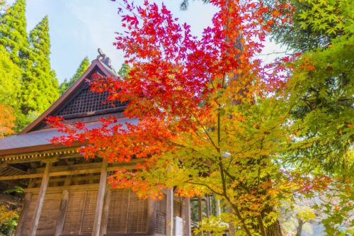 滋賀 鶏足寺　紅葉と拝殿画像