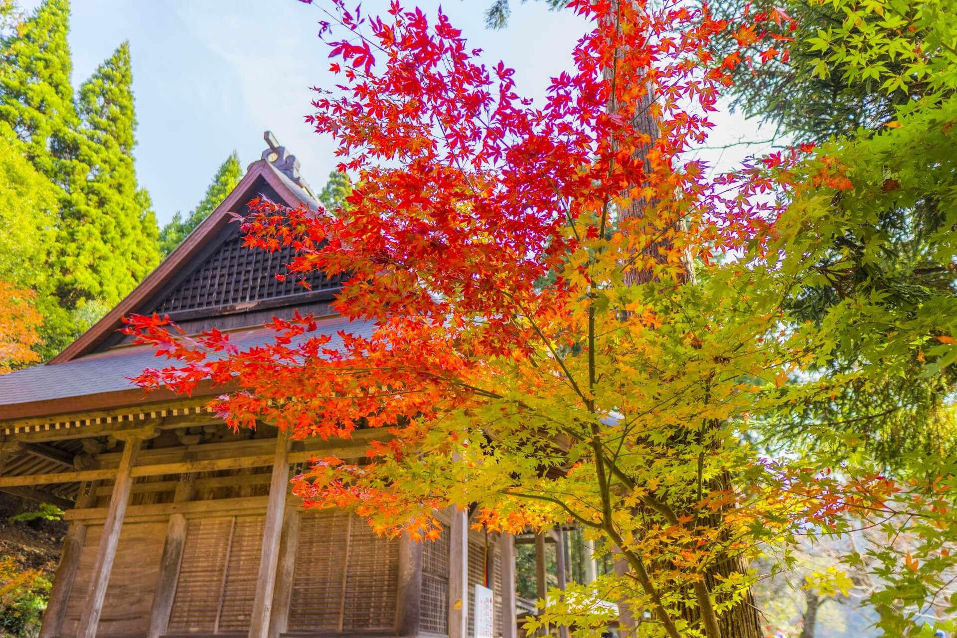 滋賀 鶏足寺　紅葉と拝殿画像