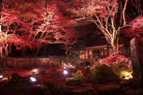 教林坊 ライトアップ紅葉画像