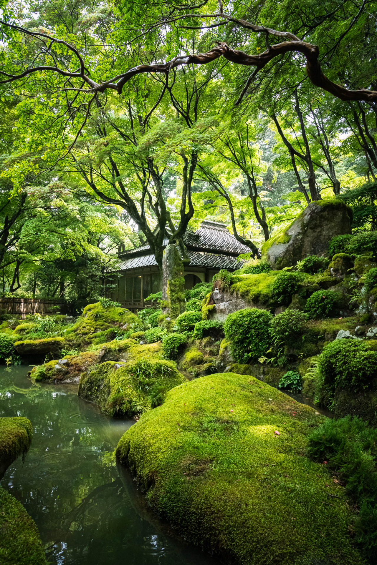 教林坊　苔画像