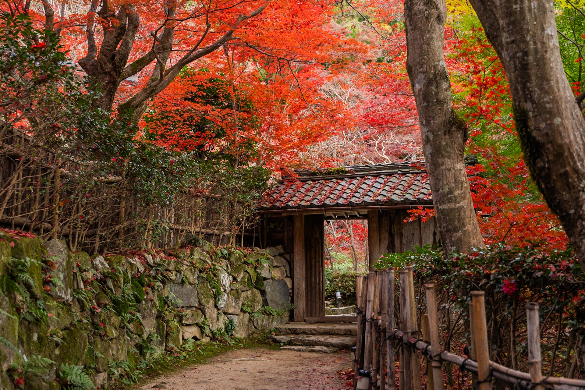 教林坊　山門紅葉画像