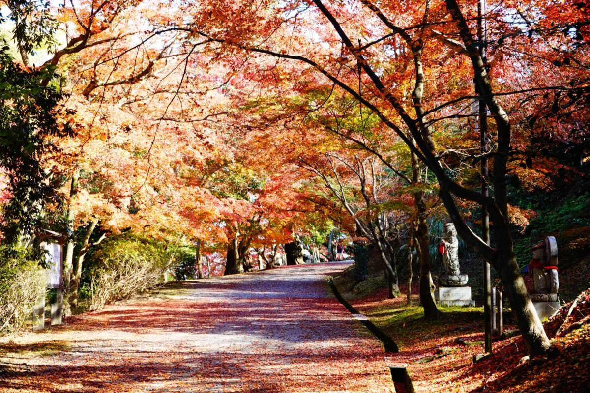 滋賀 三井寺 紅葉の参道 画像