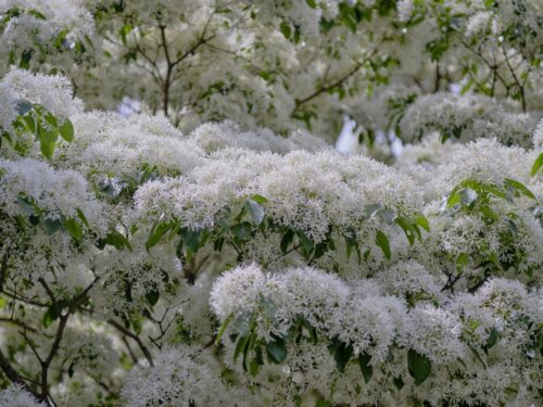 なんじゃもんじゃの花画像