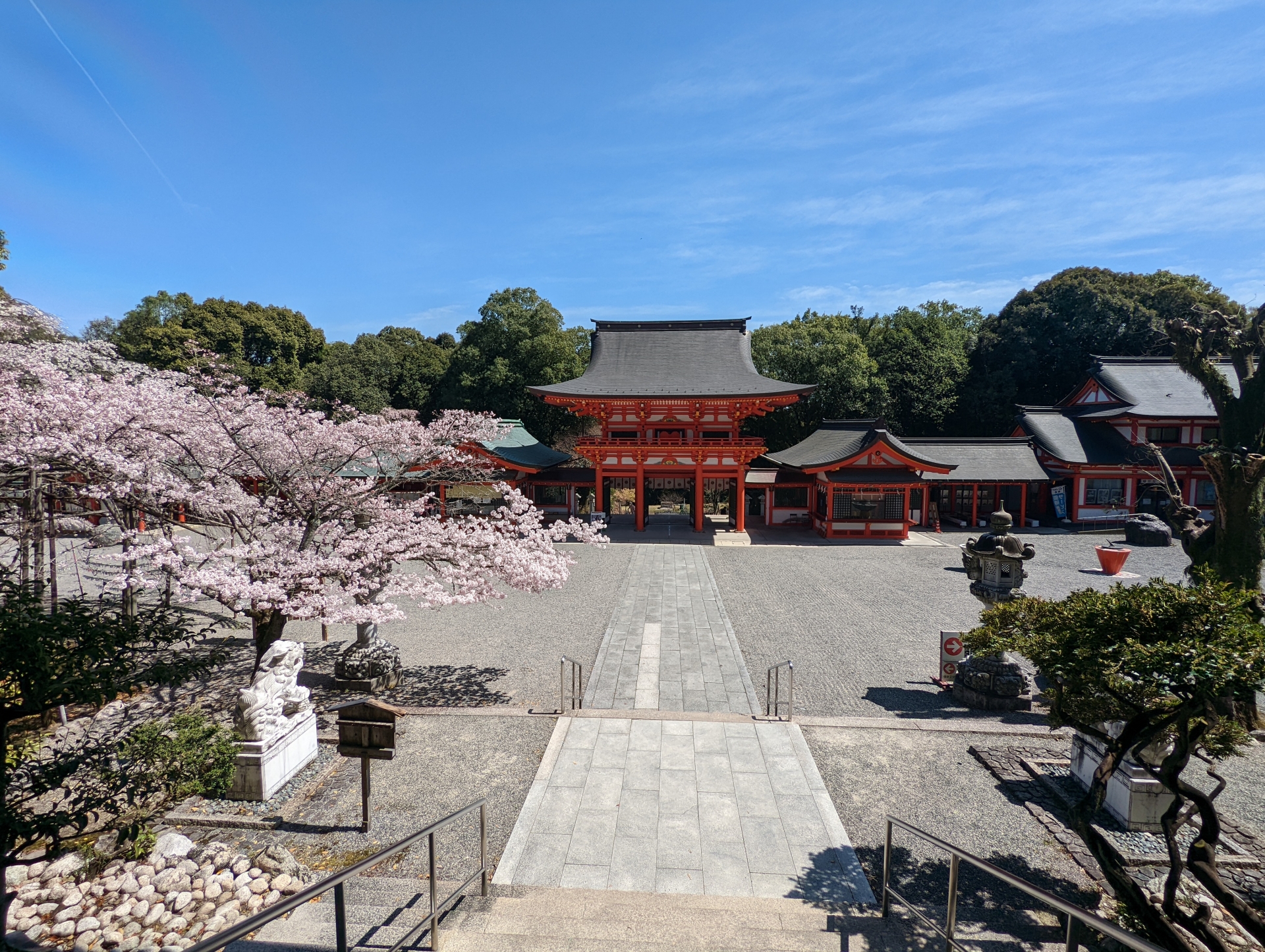 近江神宮　楼門遠くから桜画像