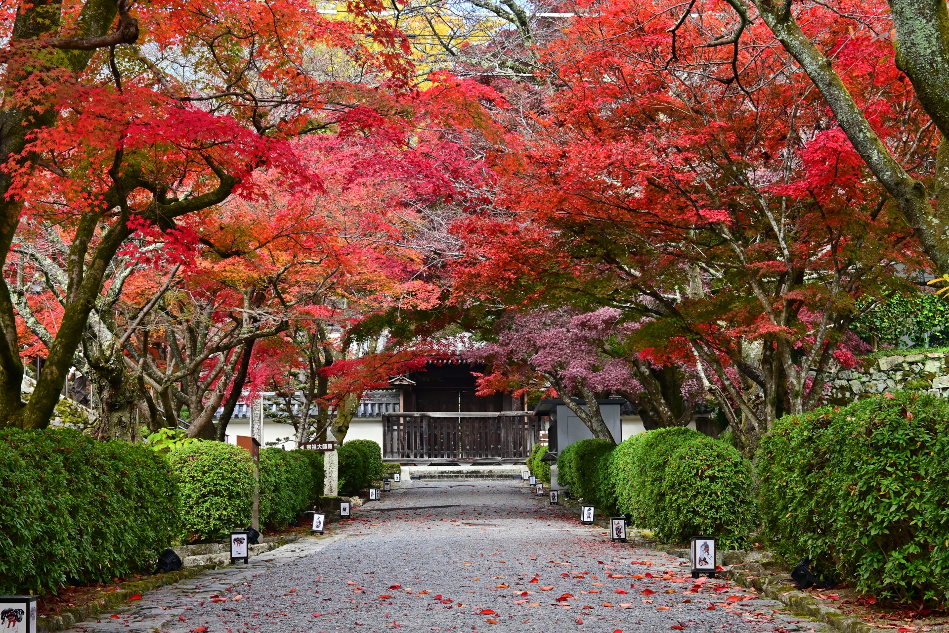 西教寺　紅葉と参道