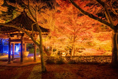 西教寺　ライトアップ画像