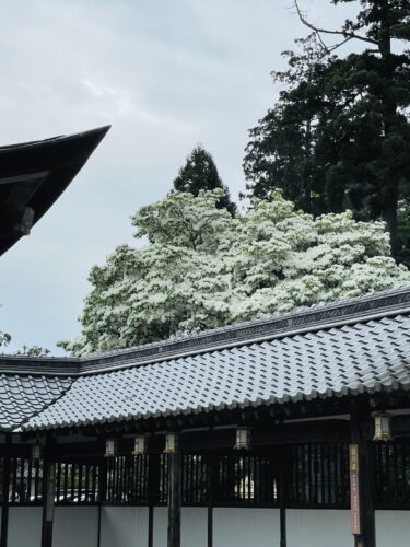 沙沙貴神となんじゃもんじゃの花画像