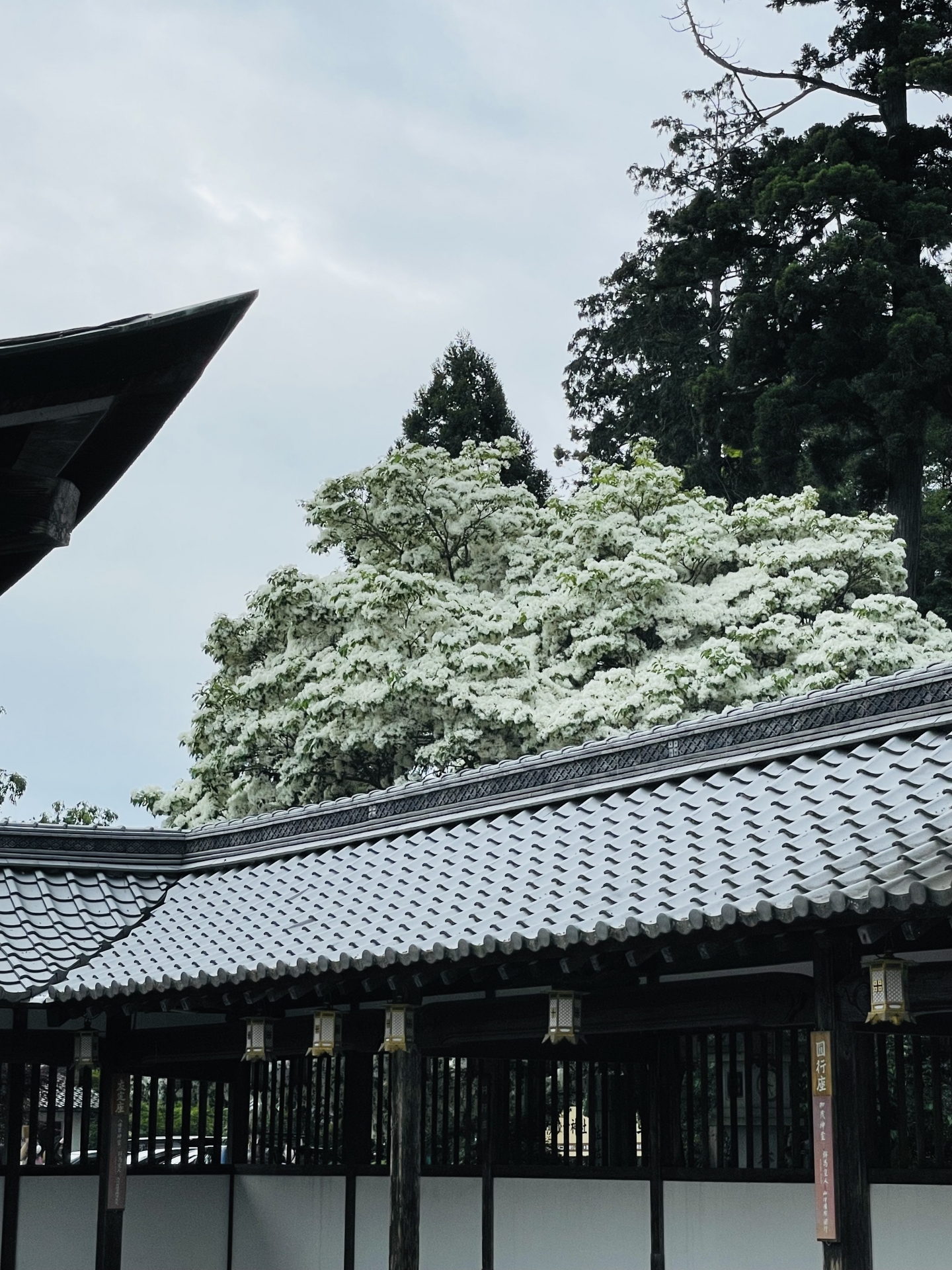 沙沙貴神となんじゃもんじゃの花画像