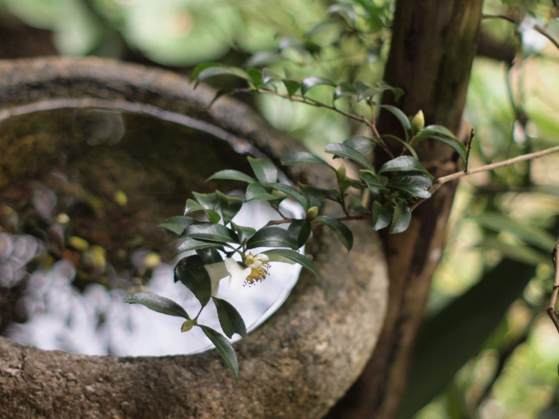 滋賀青岸寺　つくばい画像