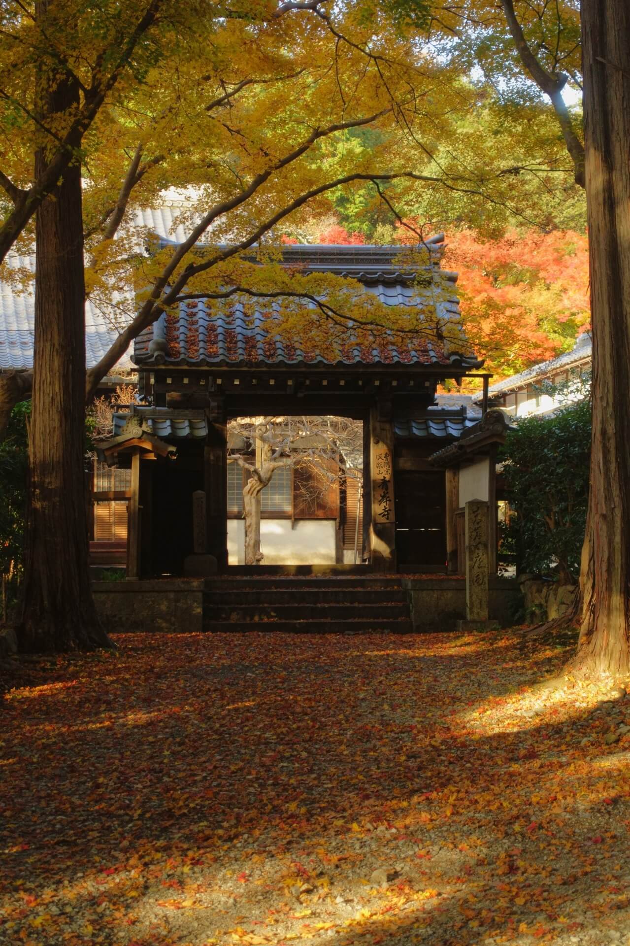 滋賀　青岸寺　紅葉山門画像