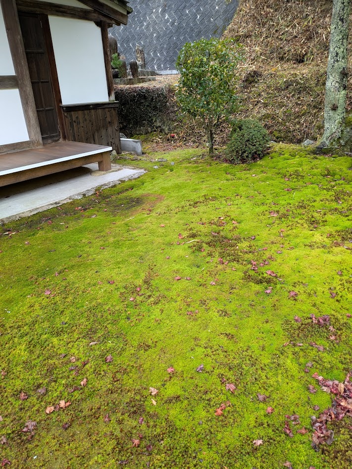 滋賀 湖南 妙感寺 苔の庭園