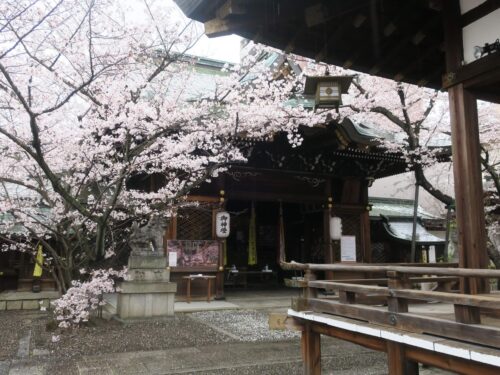 滋賀 大津 天孫神社 拝殿 桜