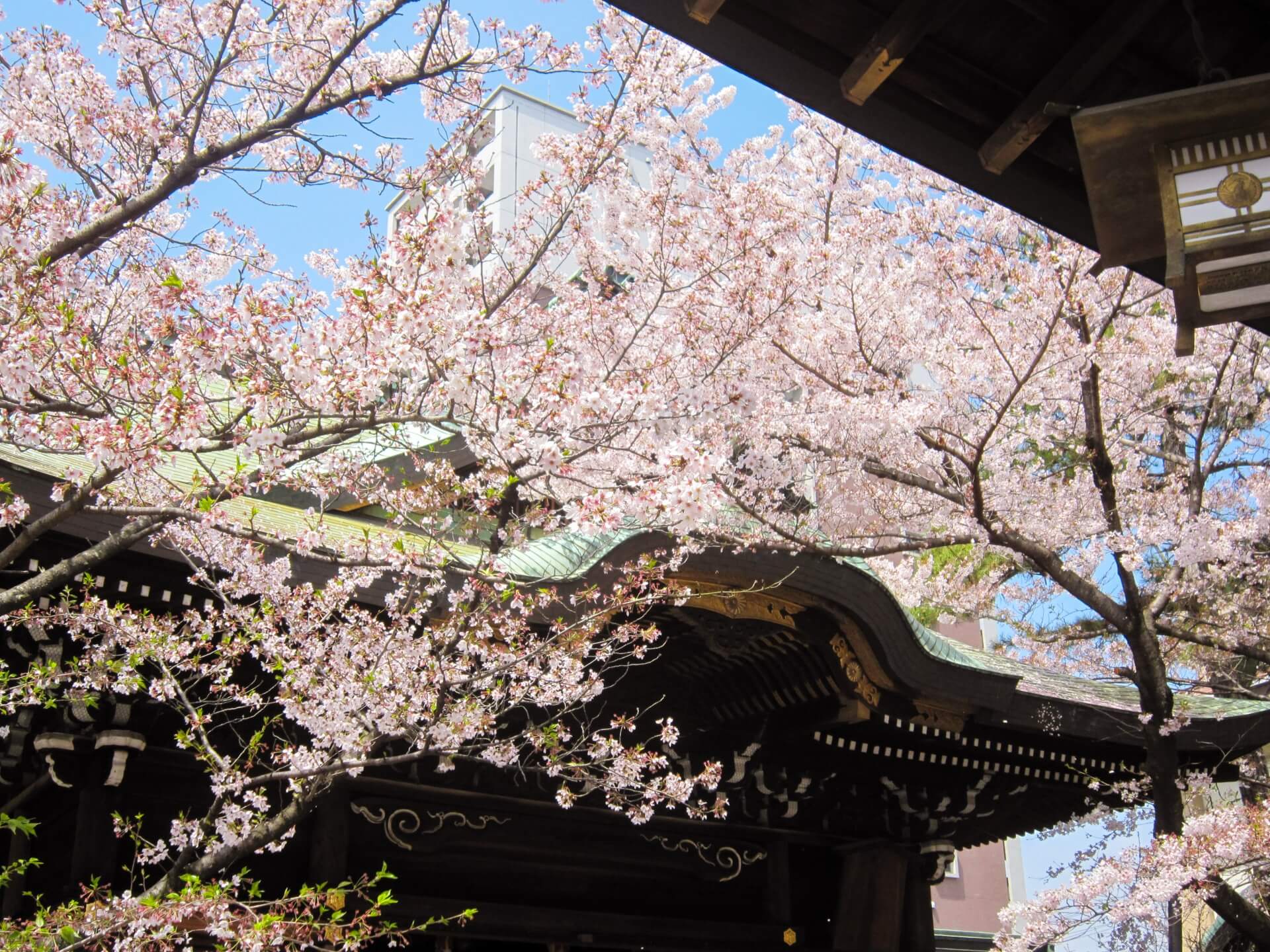 滋賀 天孫神社 桜と本殿 アップ画像