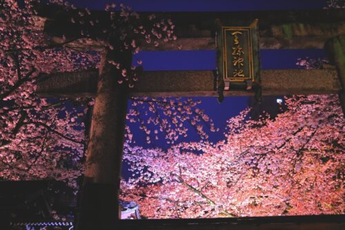 滋賀 大津 天孫神社 鳥居 夜桜画像
