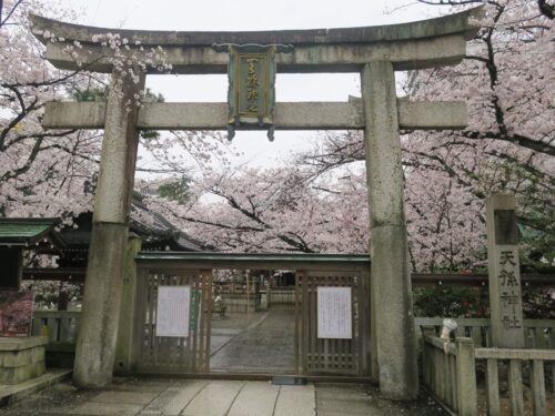 滋賀 天孫神社 鳥居 桜満開