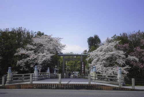 滋賀県護国神社　桜と鳥居画像