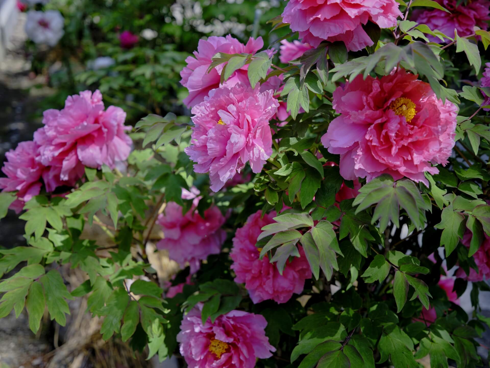 滋賀　総持寺　牡丹の花画像