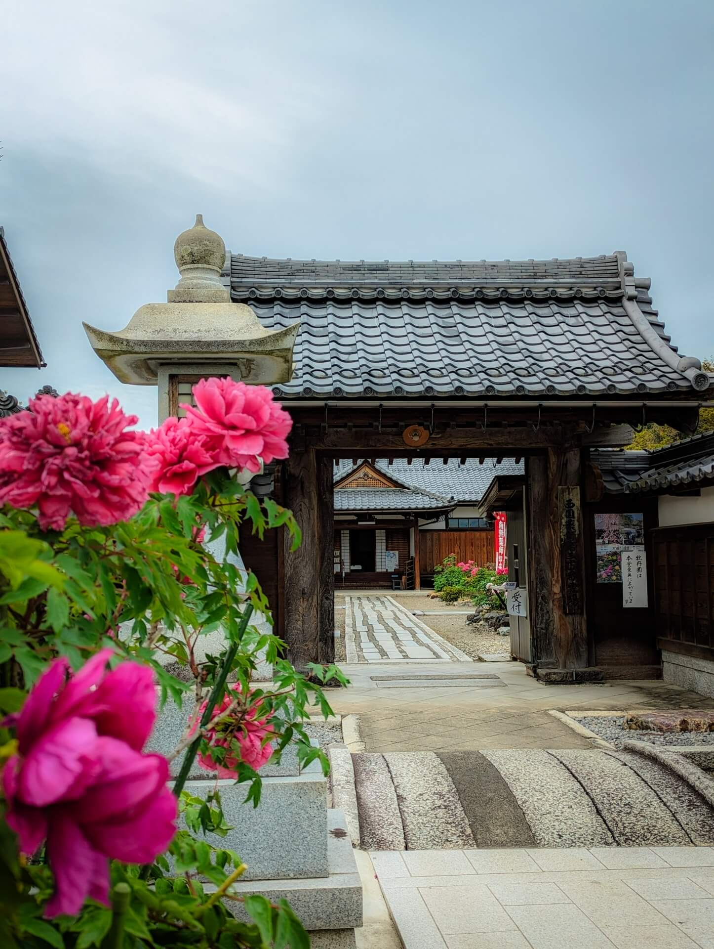 滋賀　総持寺　牡丹と山門画像