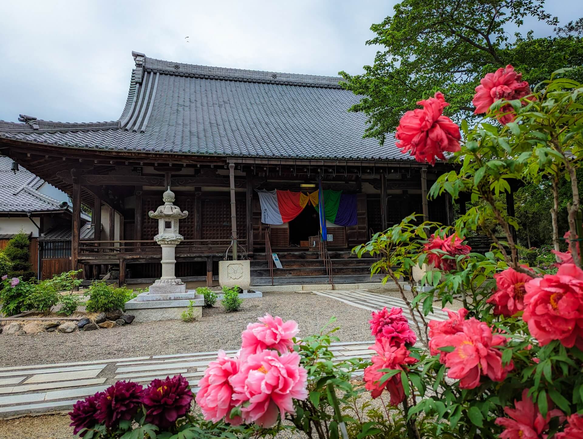 滋賀　総持寺　牡丹と本殿画像