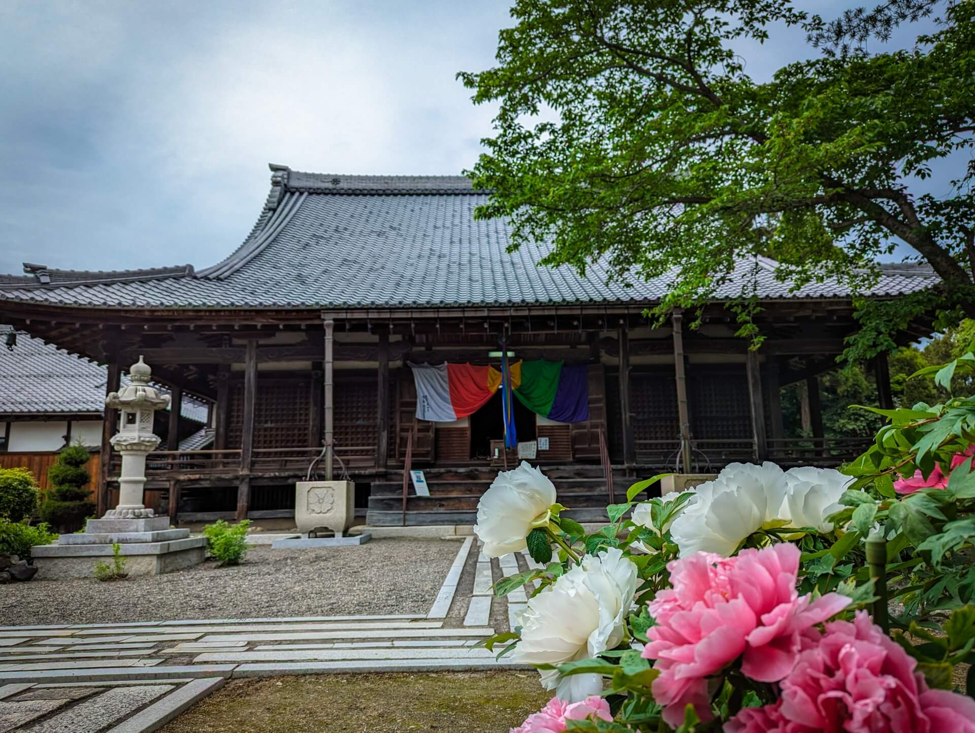 滋賀総持寺　牡丹と本殿画像