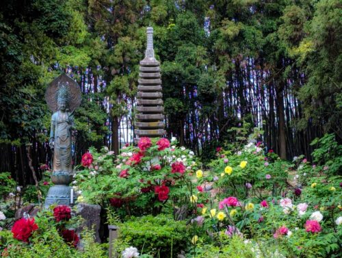 滋賀　総持寺　牡丹と観音像画像