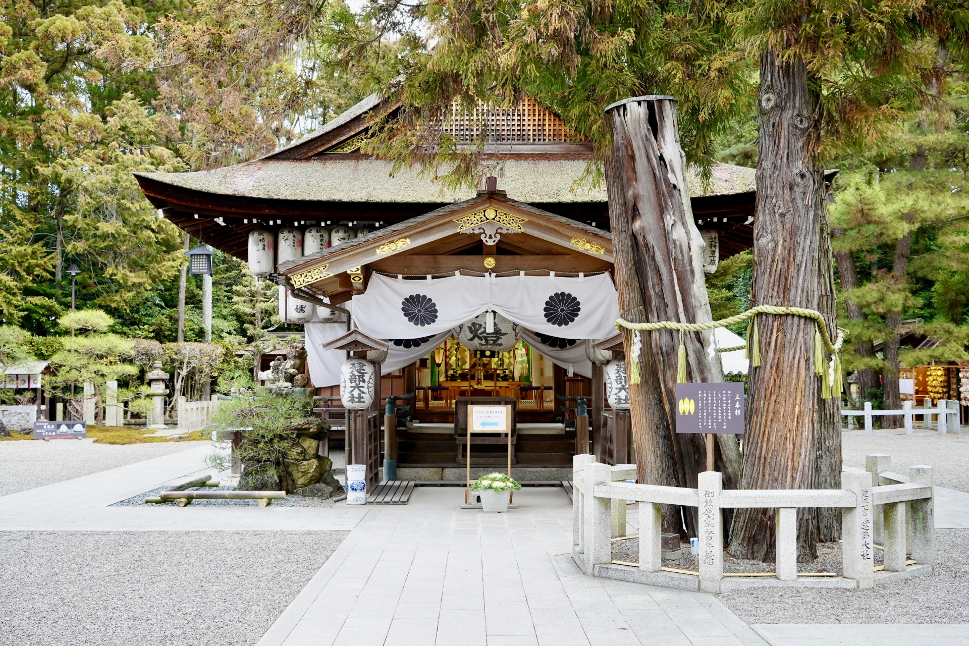 建部大社　三本杉ご神木画像