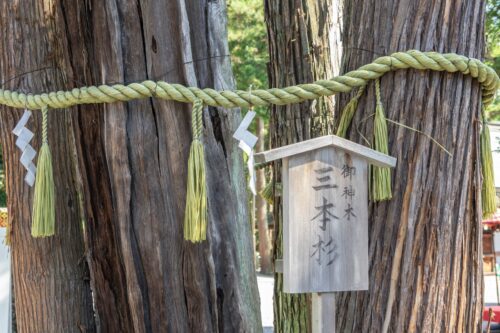 建部大社 三本杉画像