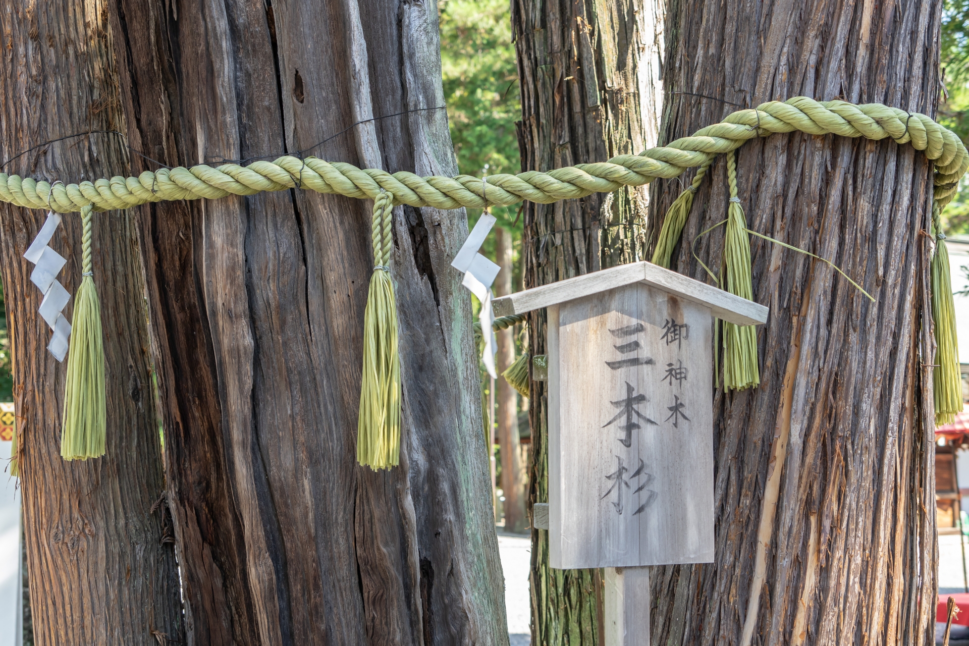 建部大社 三本杉 ご神木画像