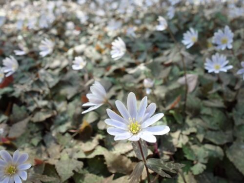 ユキワリイチゲの画像