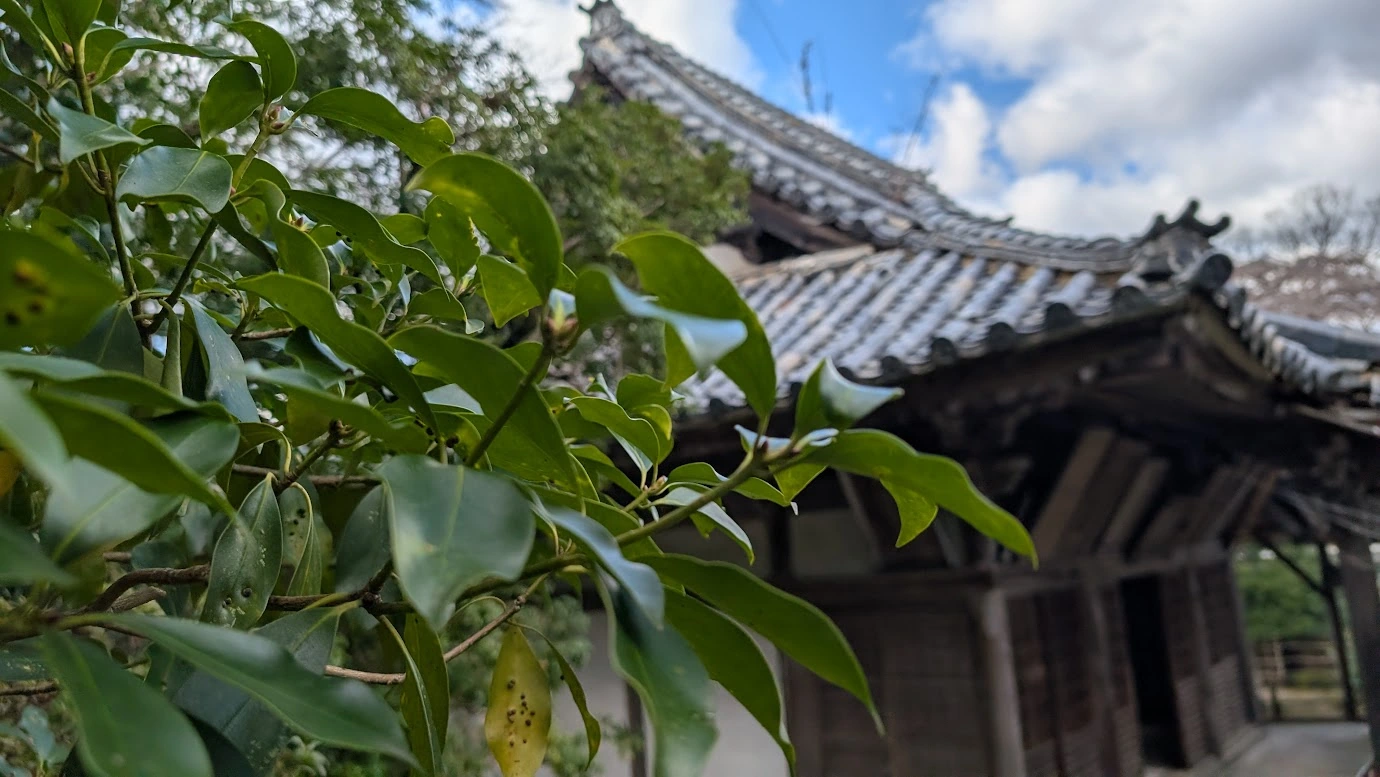 竹林院群芳園の庭園内。手前にピントが合った椿(ツバキ)の青々とした葉越しに、趣のある本堂の瓦屋根を見上げた静寂な風景