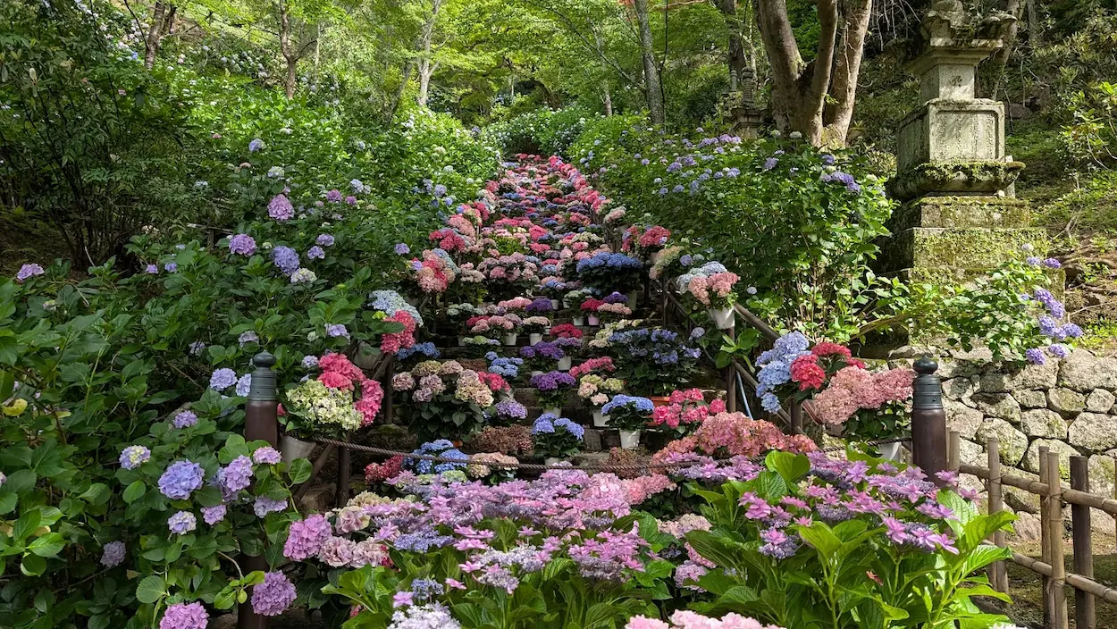 長谷寺のあじさい回廊、色鮮やかな紫陽花が咲き誇る石段の風景。
