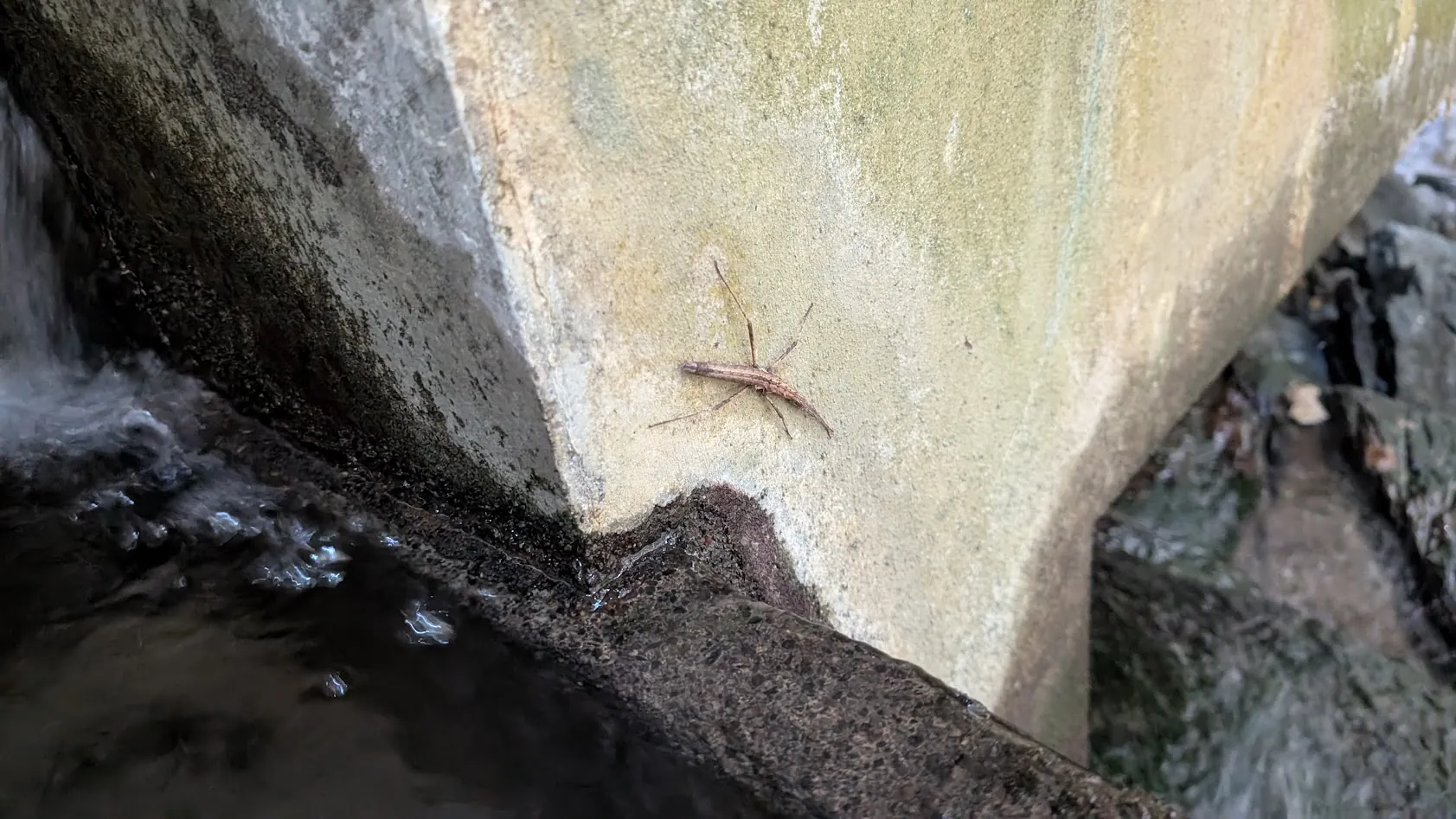脳天大神の境内を流れる清流のそばのコンクリート壁にとまる、小枝のような細長い姿をした謎の虫。冬の吉野の手付かずの自然環境を伝える風景。