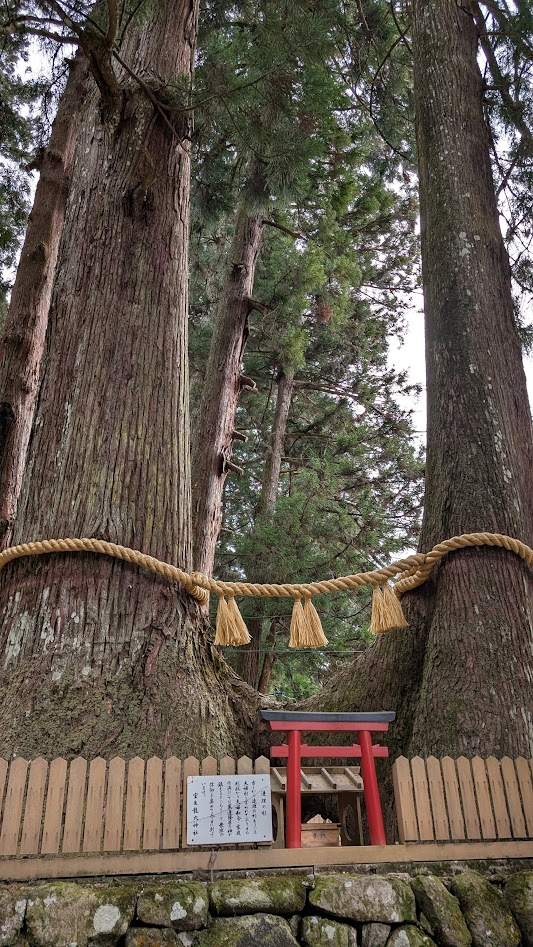 奈良 室生 龍穴神社 連理の杉
