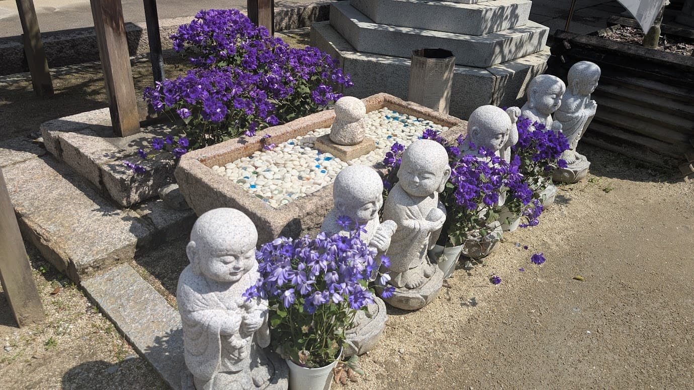 奈良県明日香村、岡寺の境内に並ぶ複数の小さなお地蔵様(わらべ地蔵)。手前には紫色のサイネリアが咲き、お地蔵様の前にある水受けには白い石や青いビー玉が敷き詰められている。春の陽光が降り注ぐ穏やかな風景(2026年3月30日撮影)。